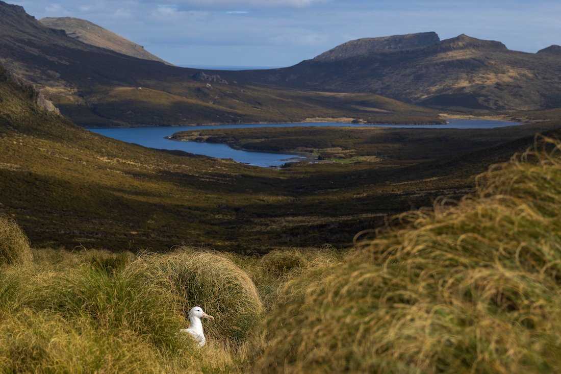 Campbell Island landscape.jpg