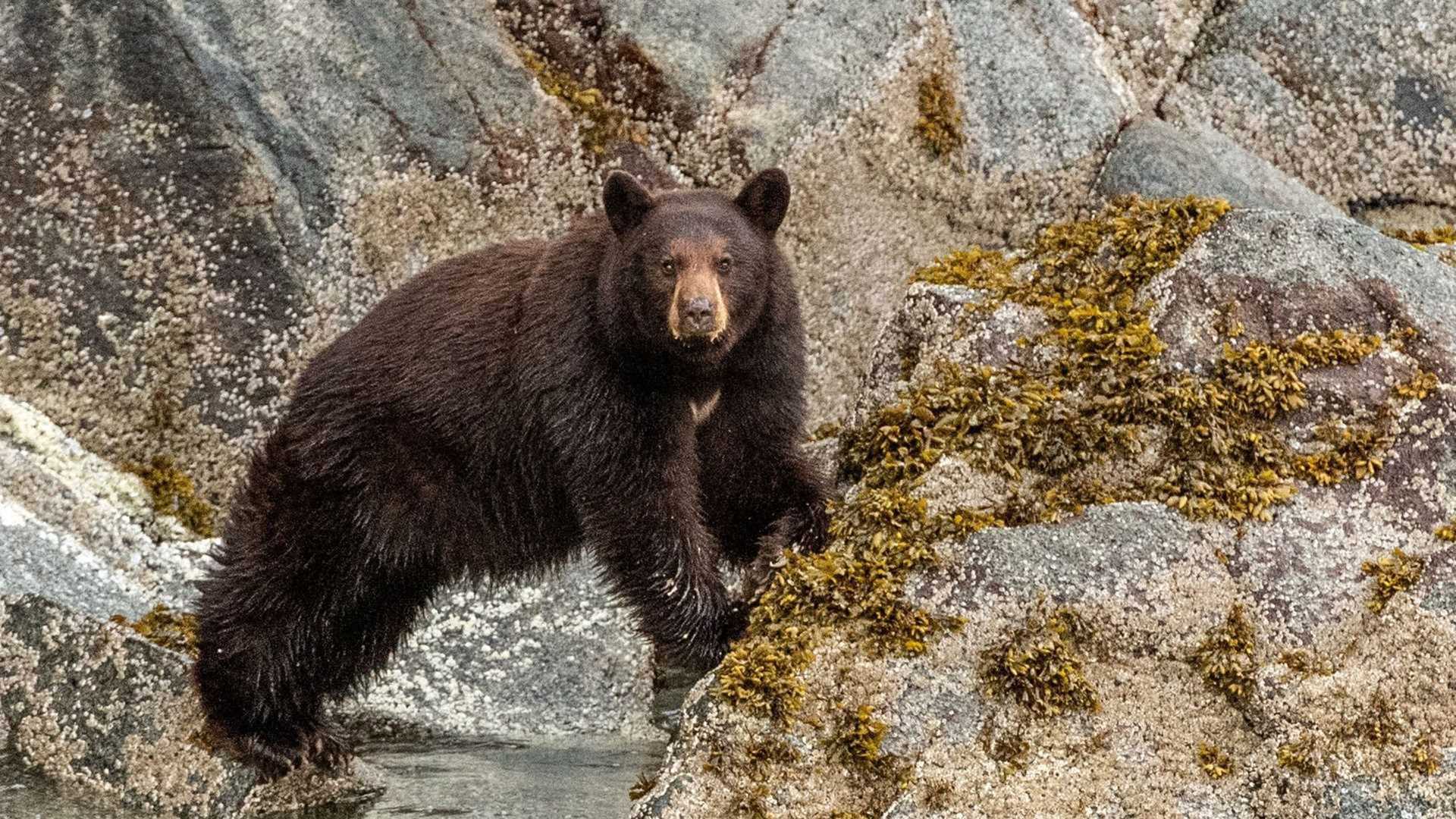 brown bear