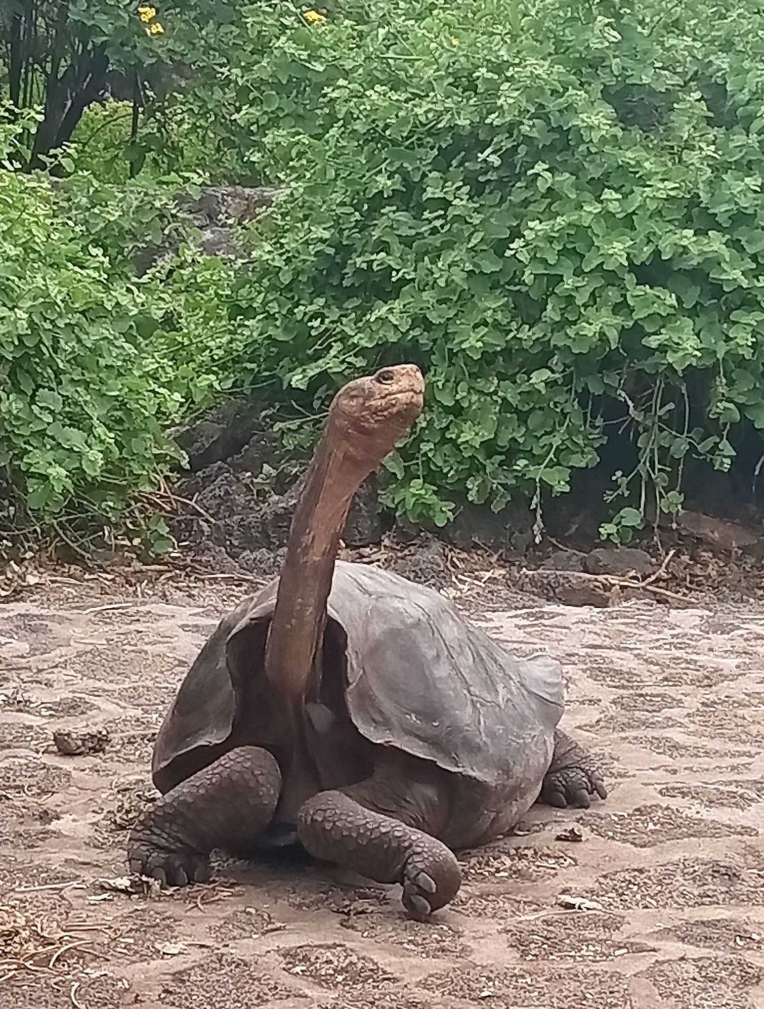 giant tortoise