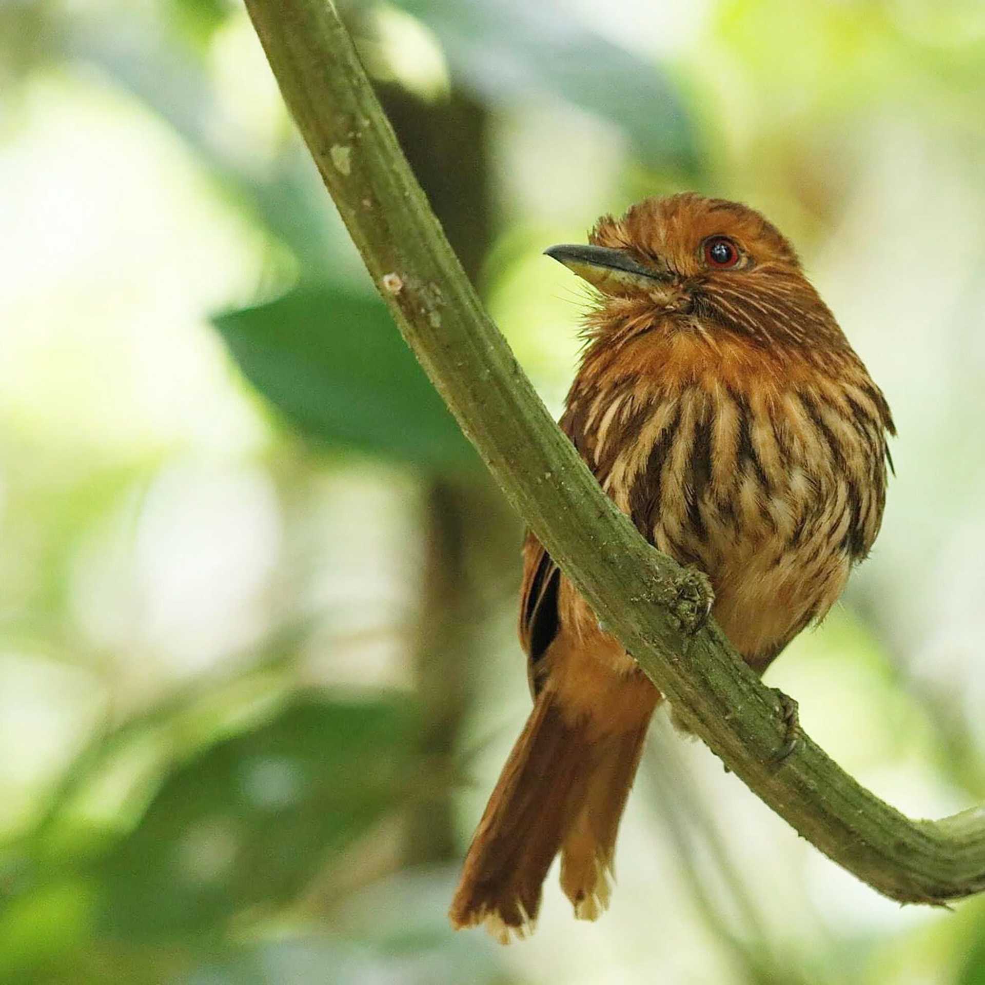 white-whiskered puffbird