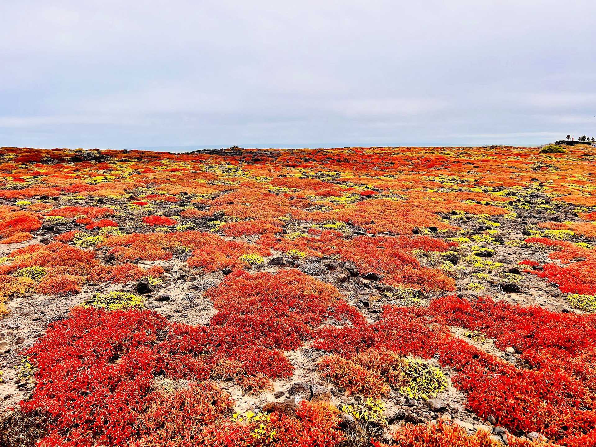 field of red plants