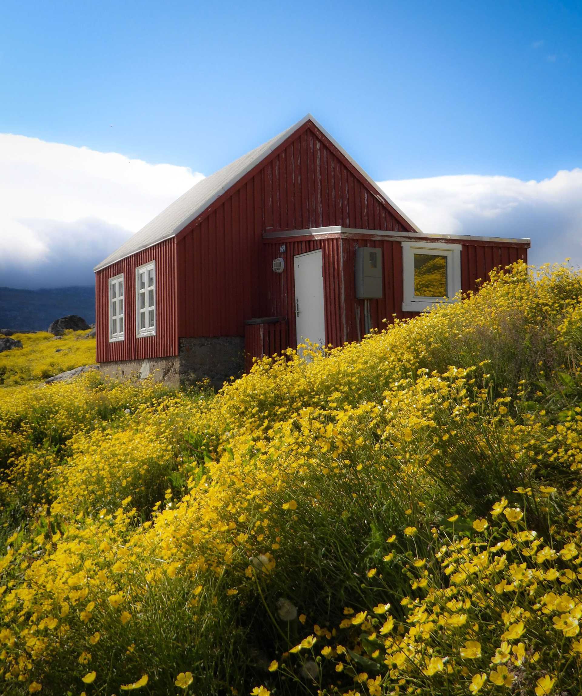 red house behind a field of yellow buttercups