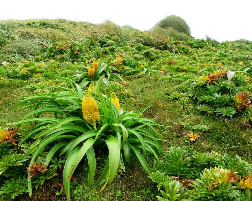 New Zealand Megaherbs.jpg