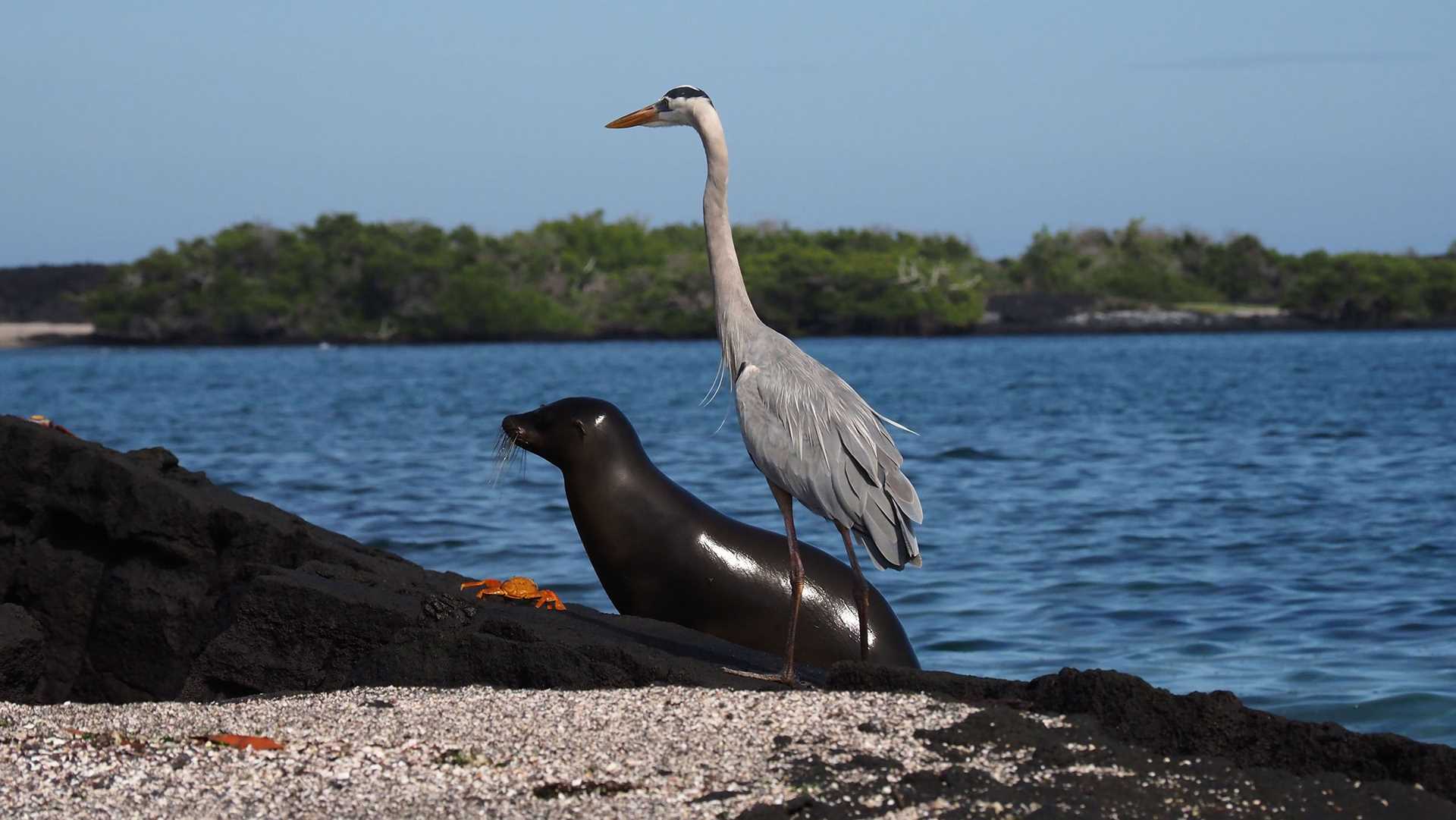 crab, heron, and sea lion