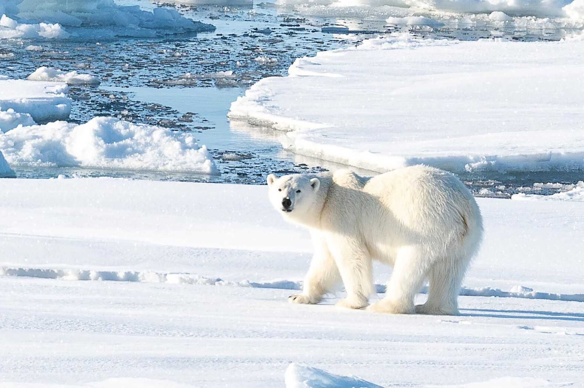 polar bear