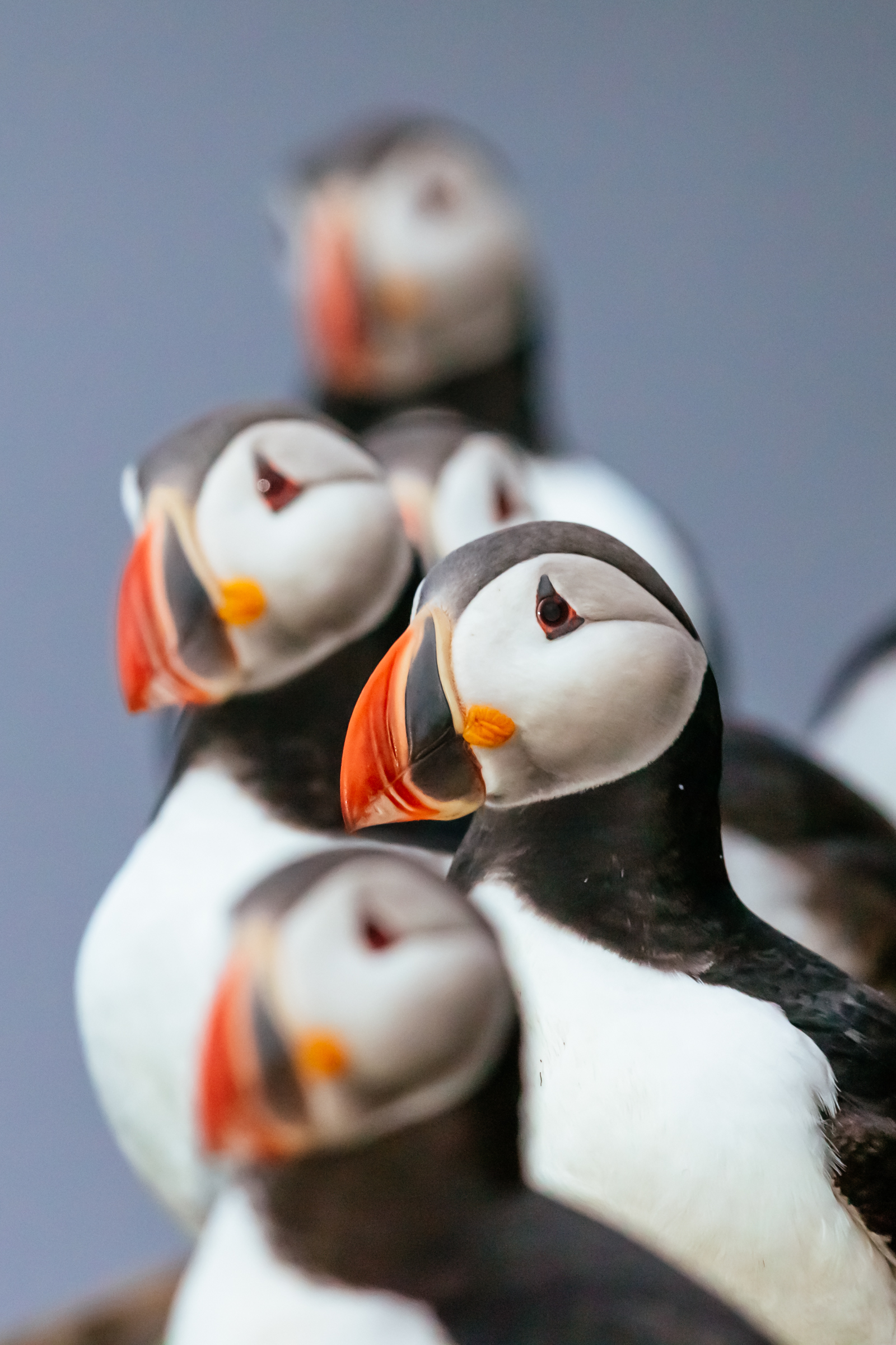 Puffins on Grimsey Island.jpg