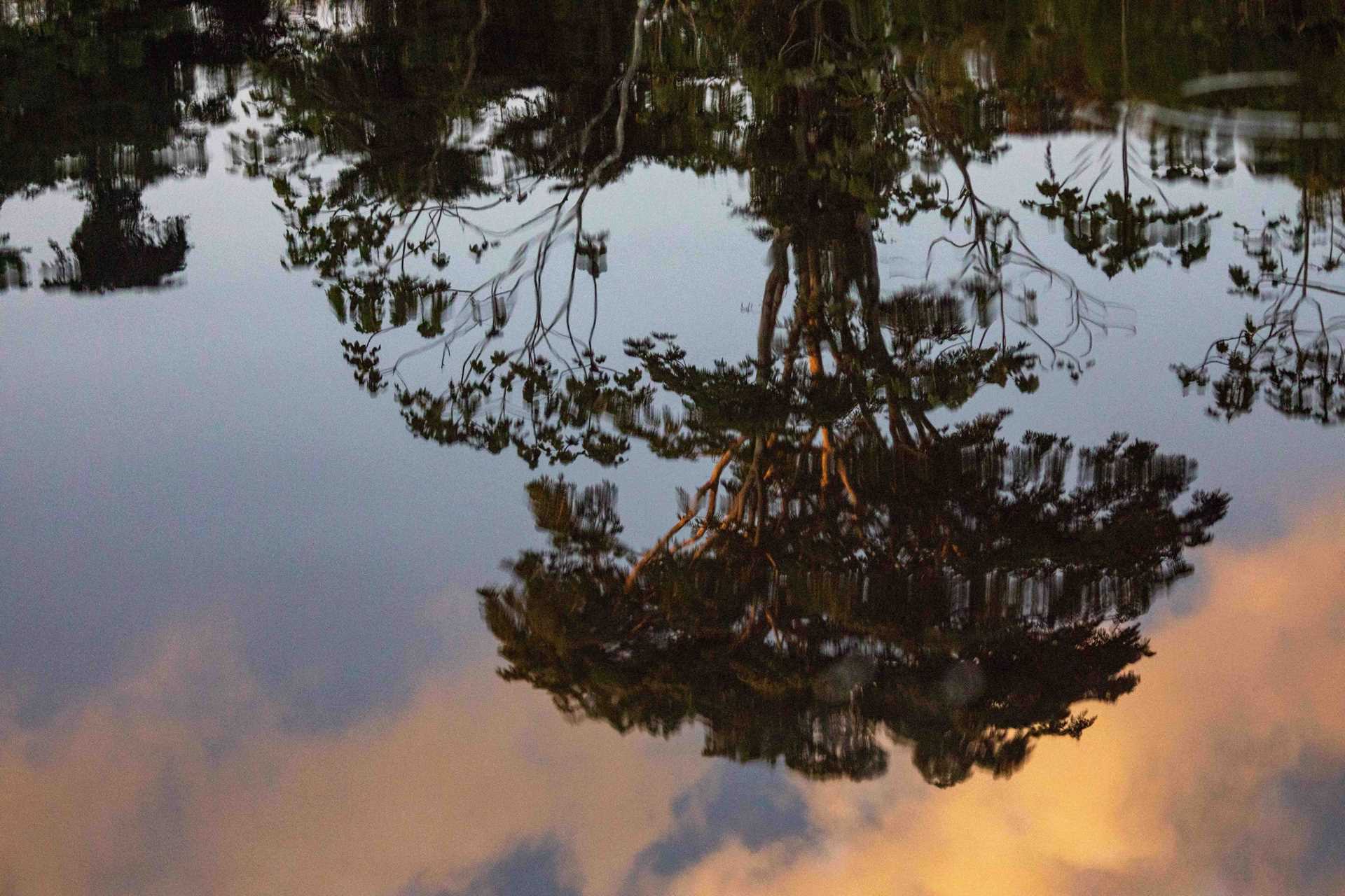 reflection of tree in water