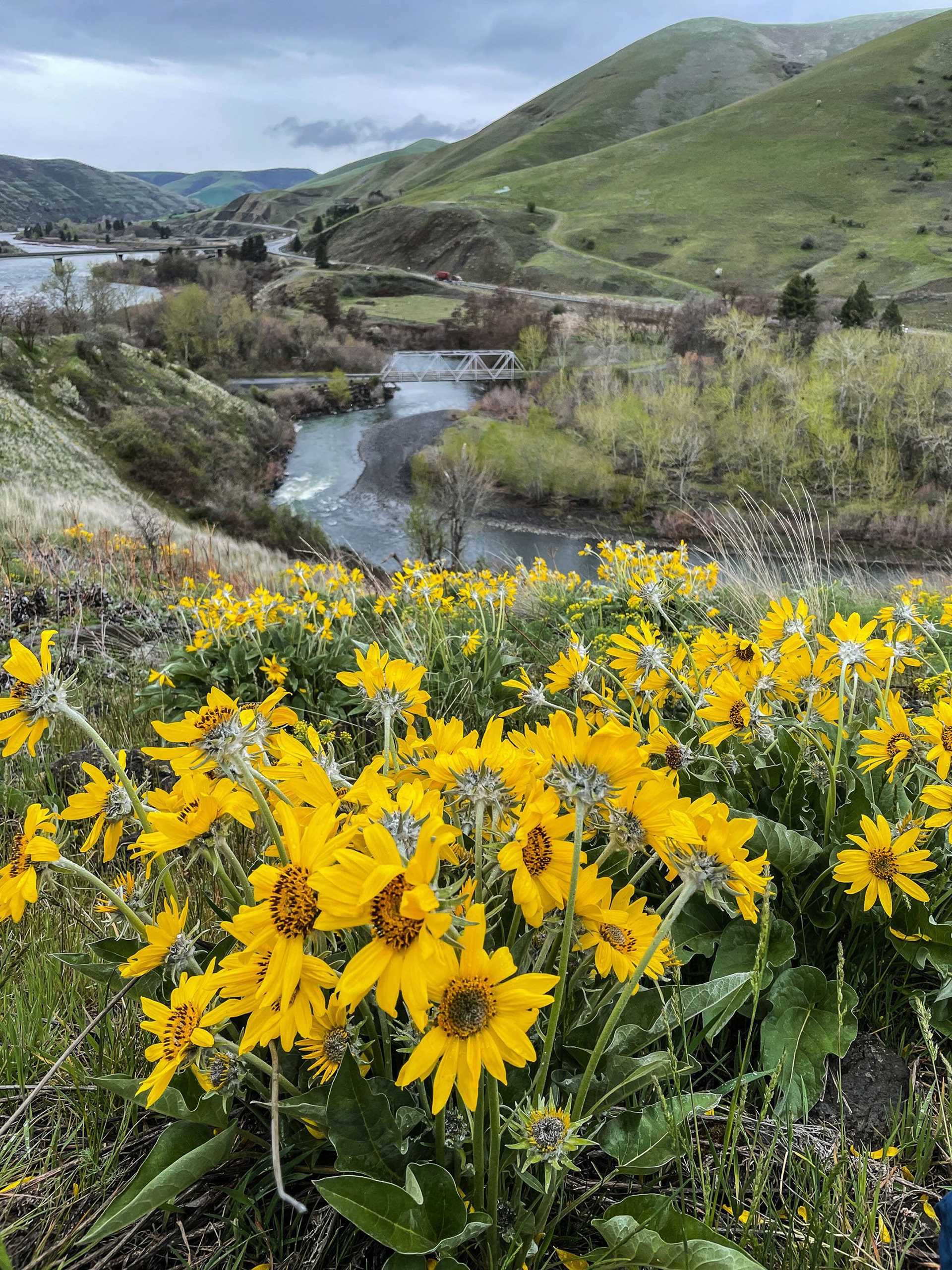 wildflowers