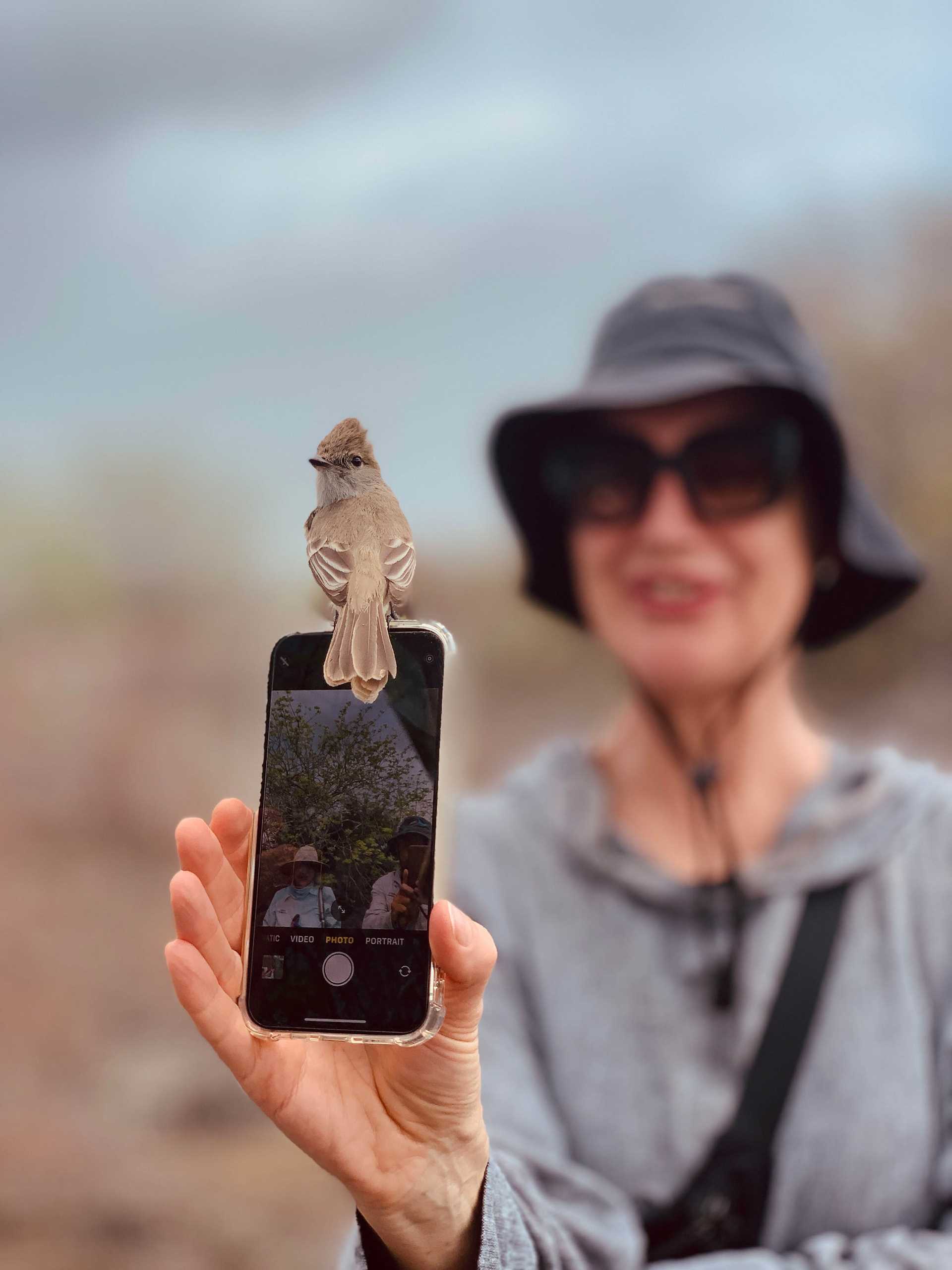 a bird perches on a phone