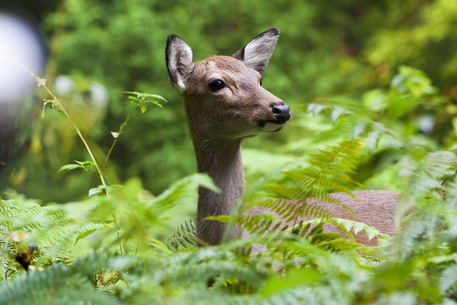 Yakushima-Deer-shutterstock_206788219.jpg