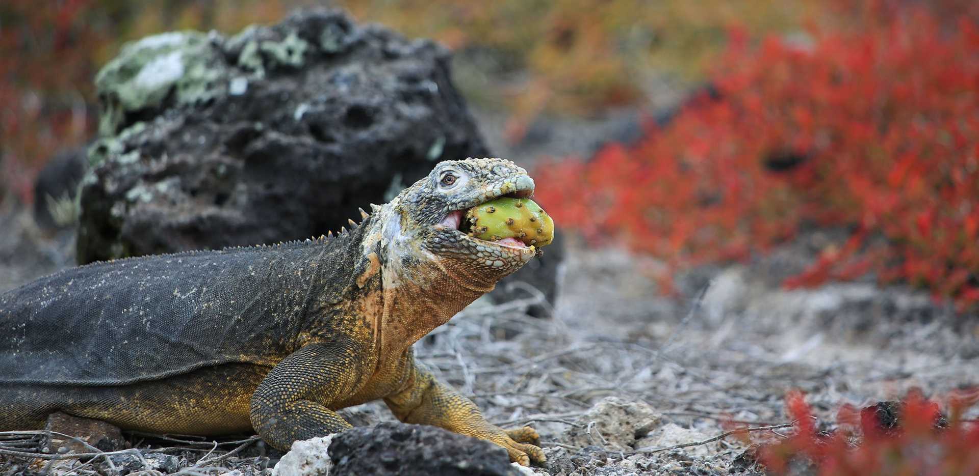 land iguana munches on a cactus