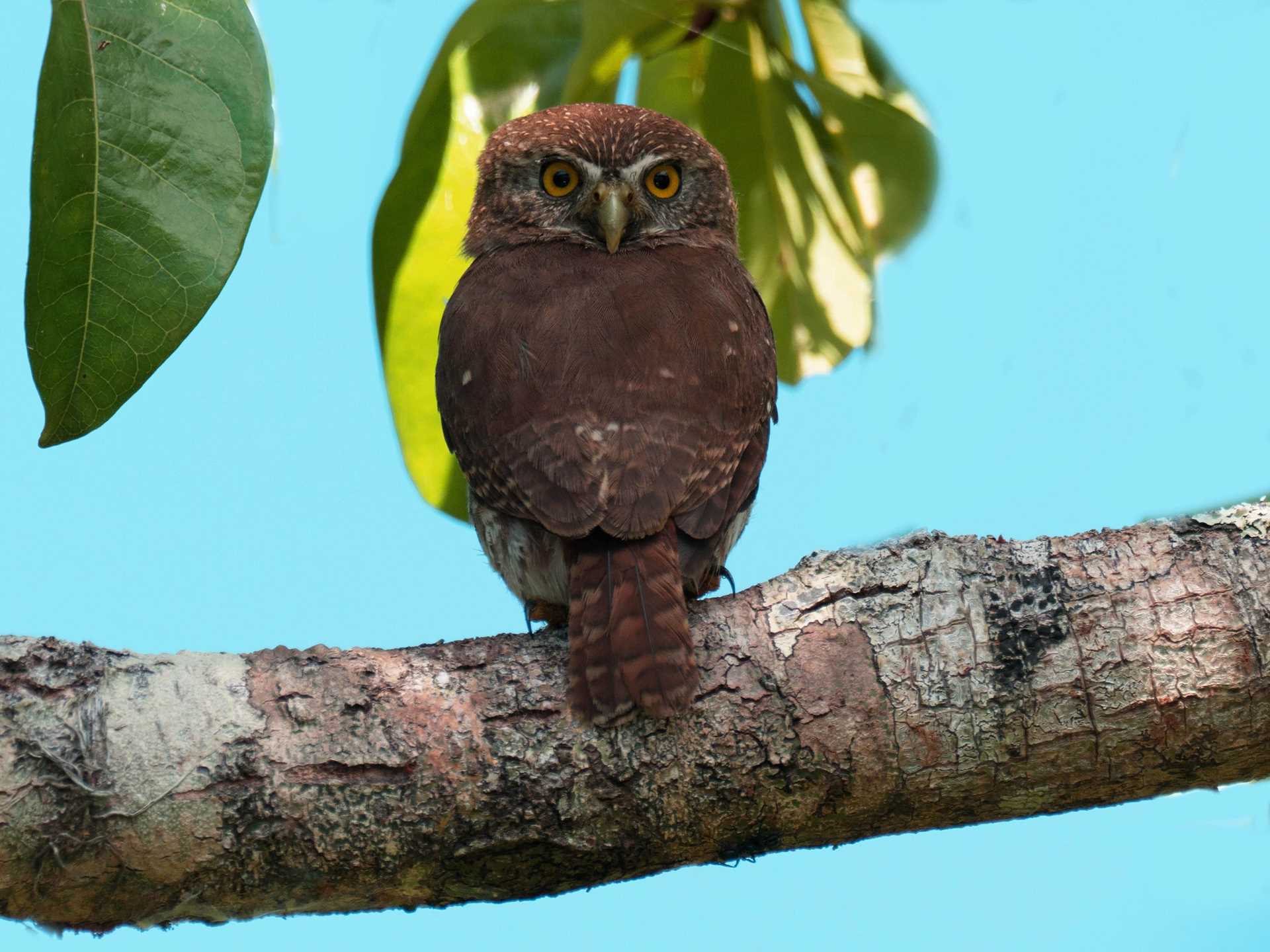 pygmy owl