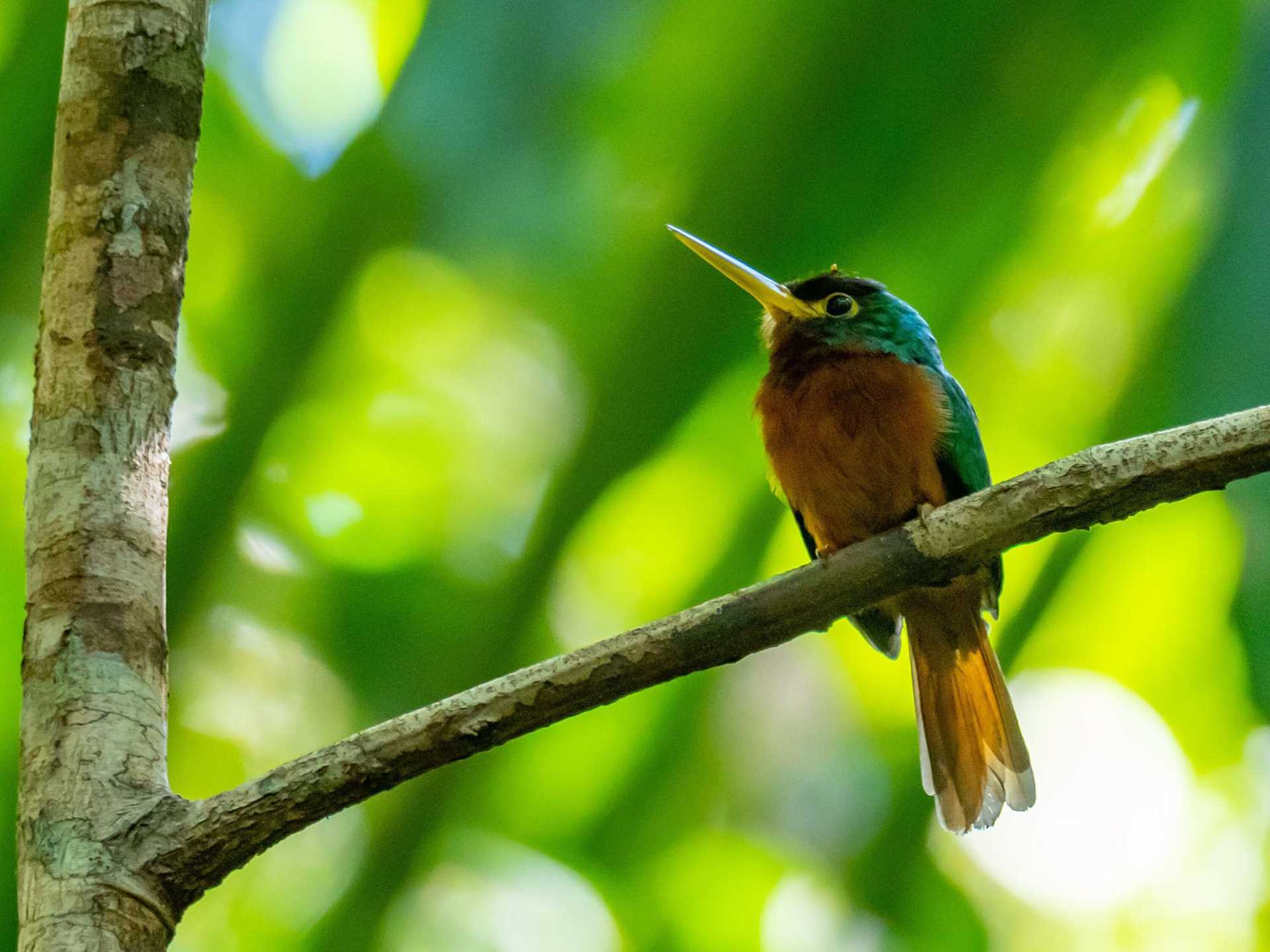 yellow-billed jacamar