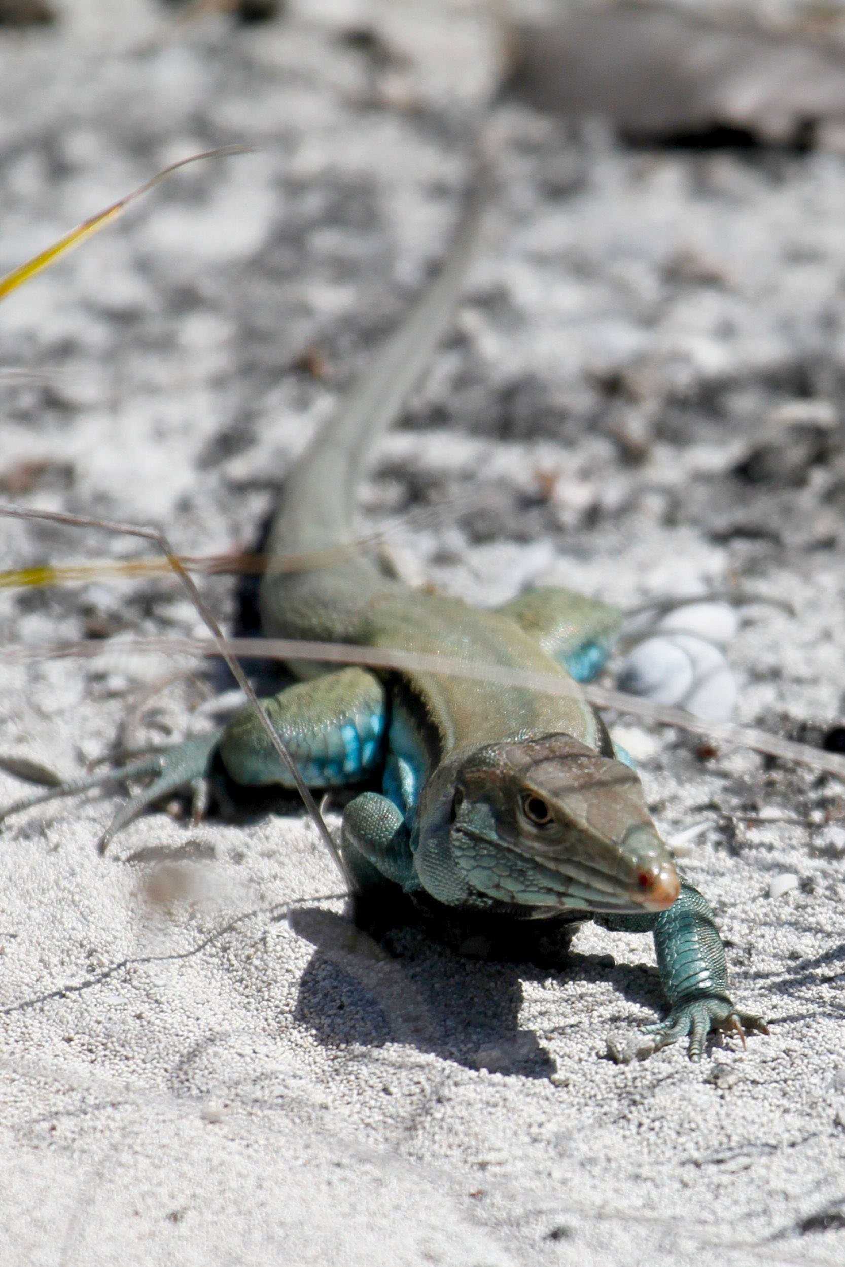 whip-tail lizard