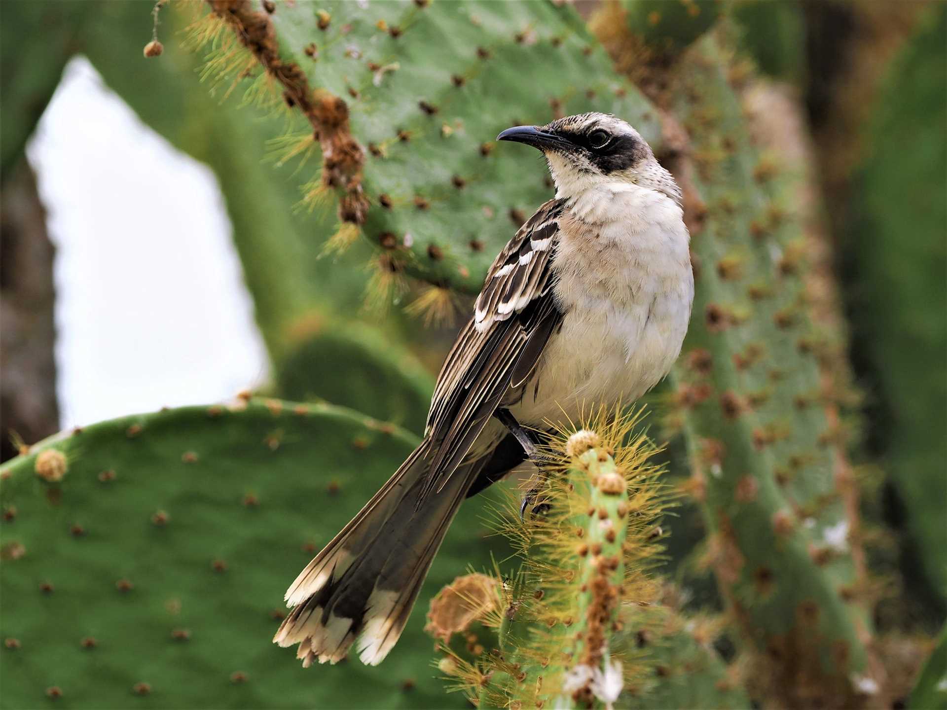 galapagos mockingbird on top of cactus