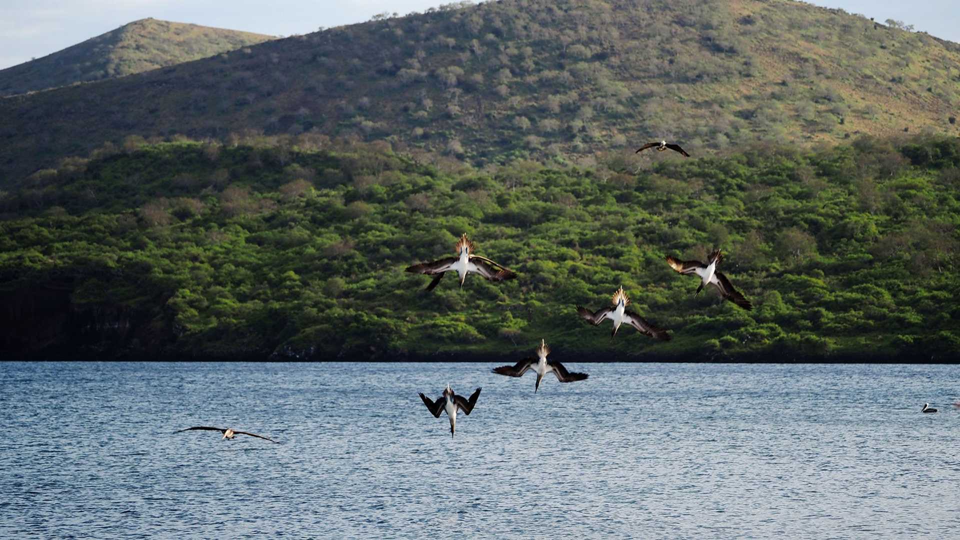 blue-footed boobies diving