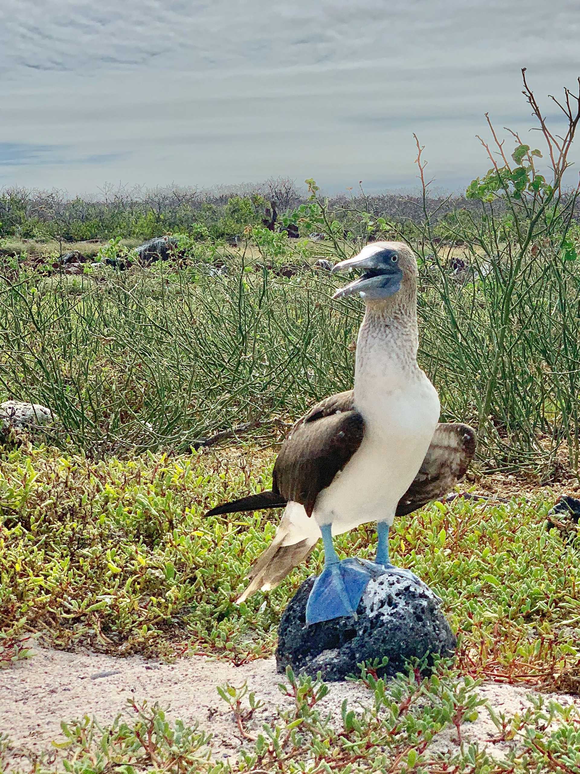 blue footed booby