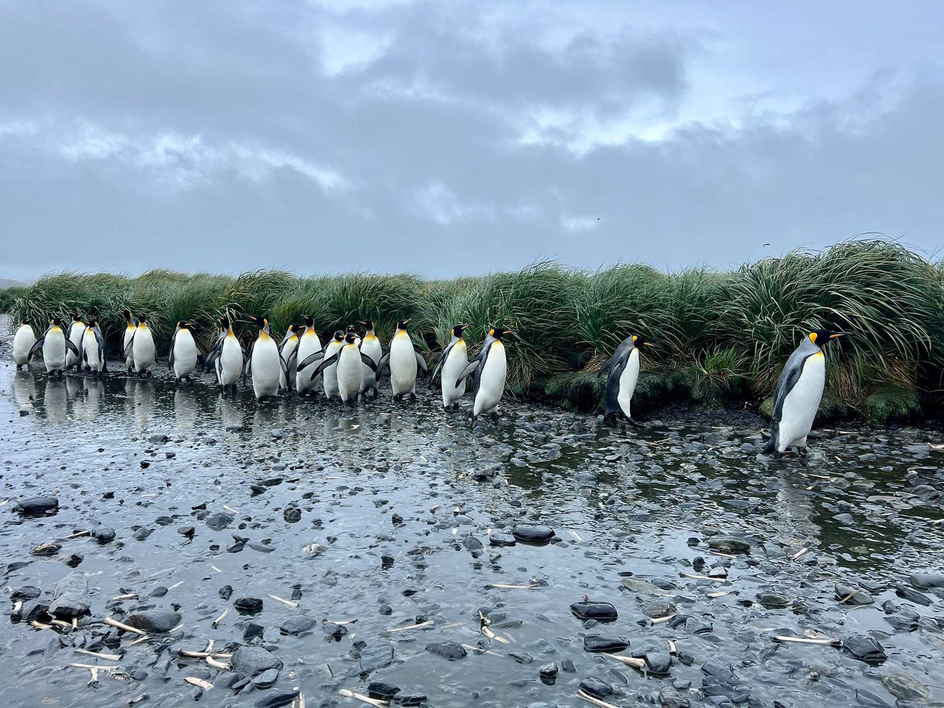 penguins marching in a line