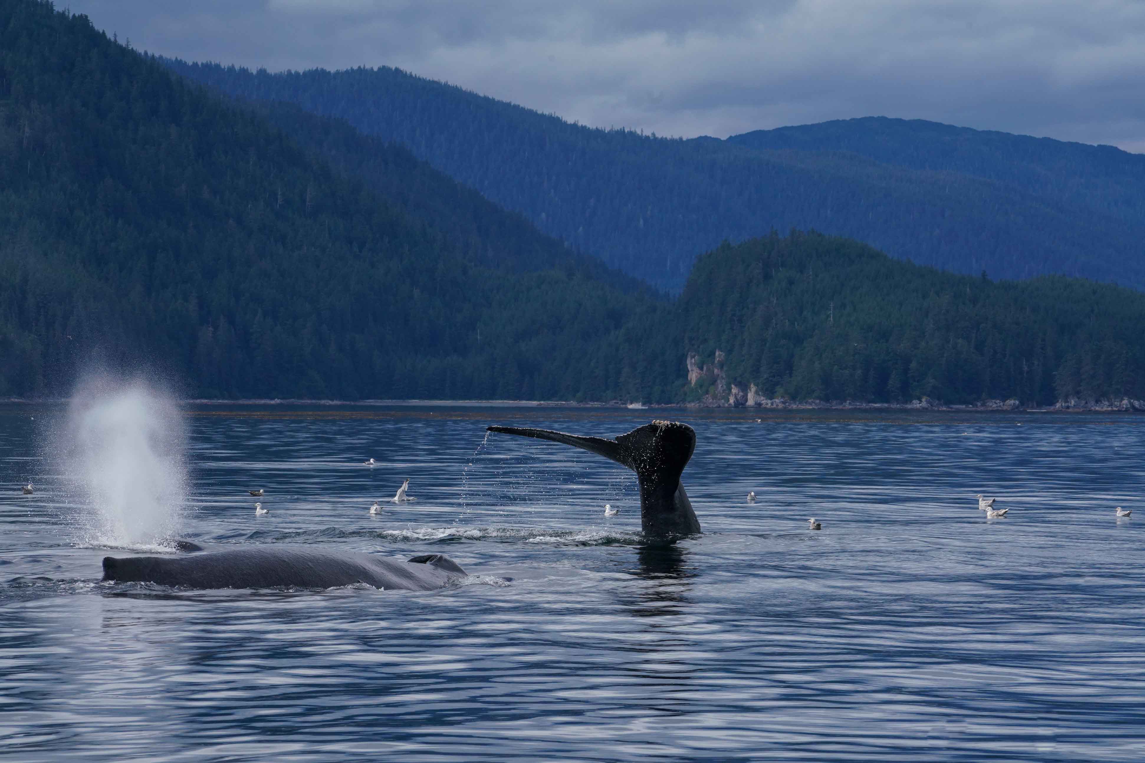 Humpback Whale Fluke.jpg