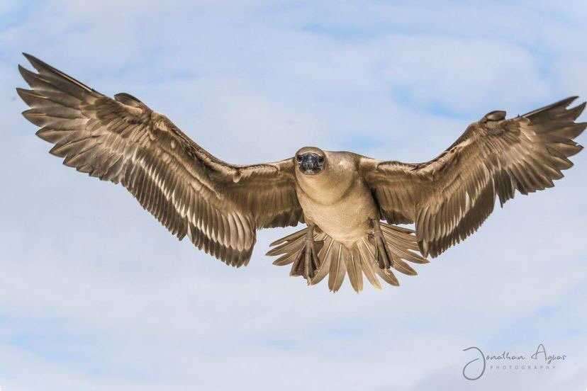 galapagos hawk