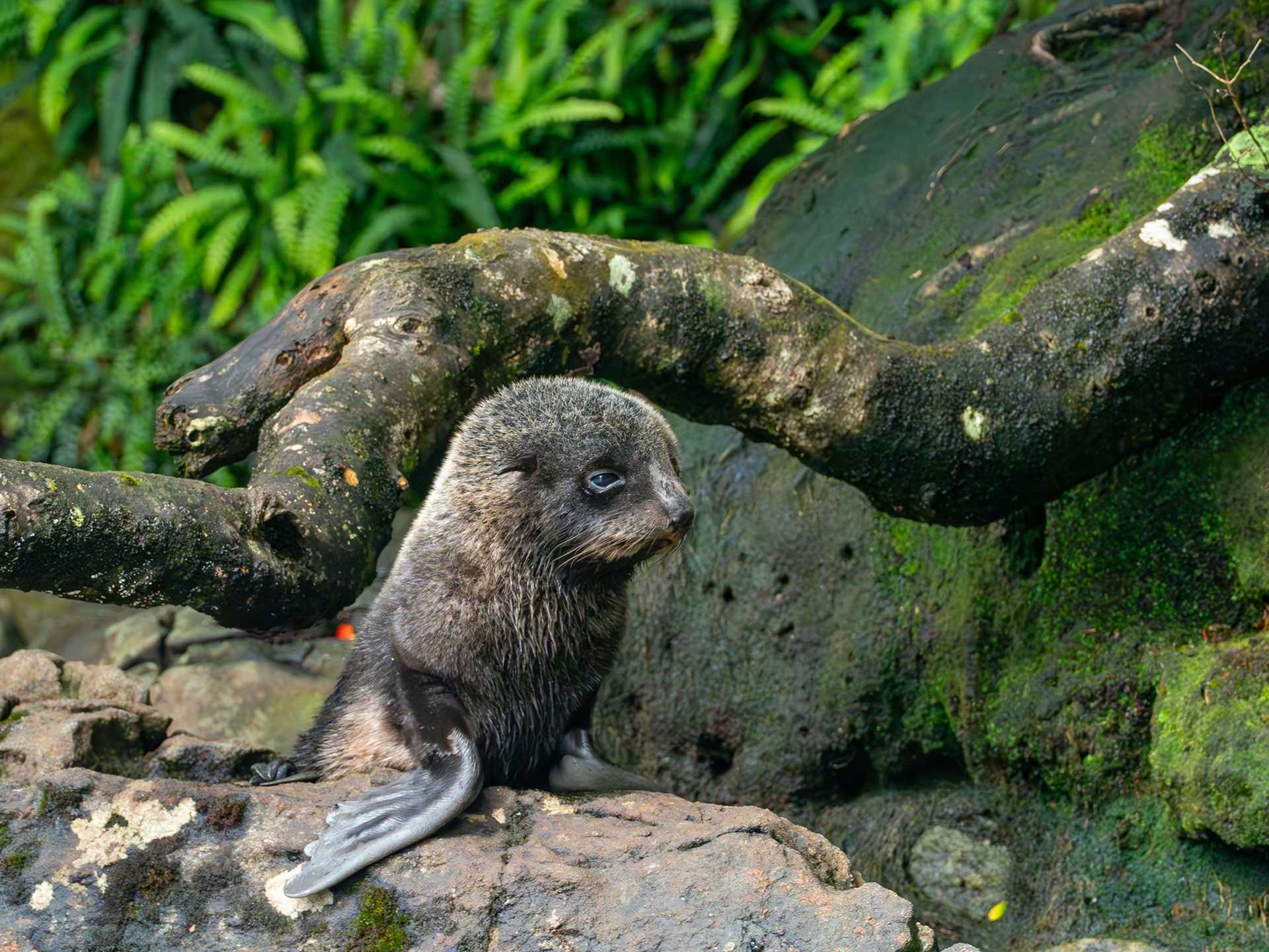 baby fur seal