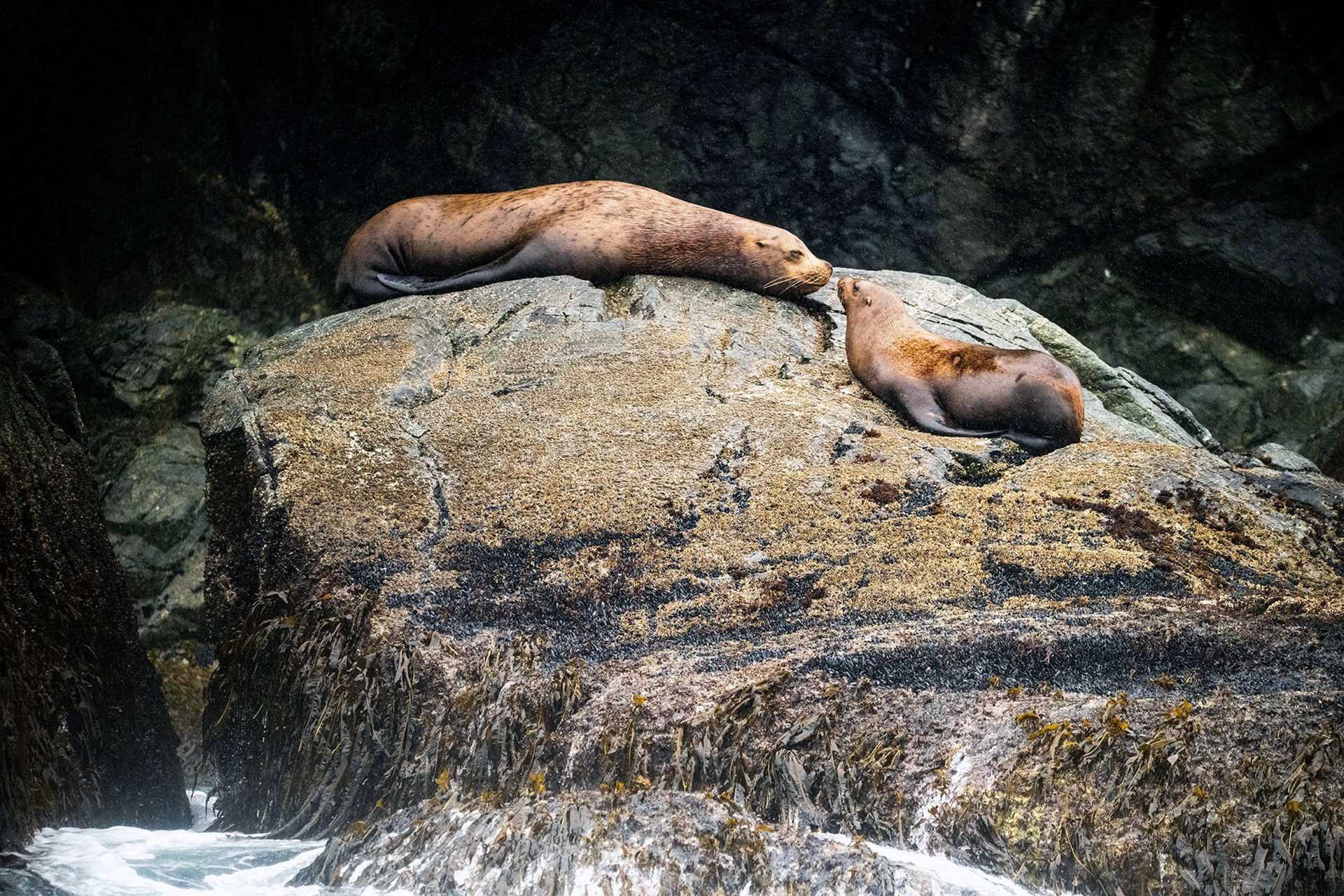 sea lions