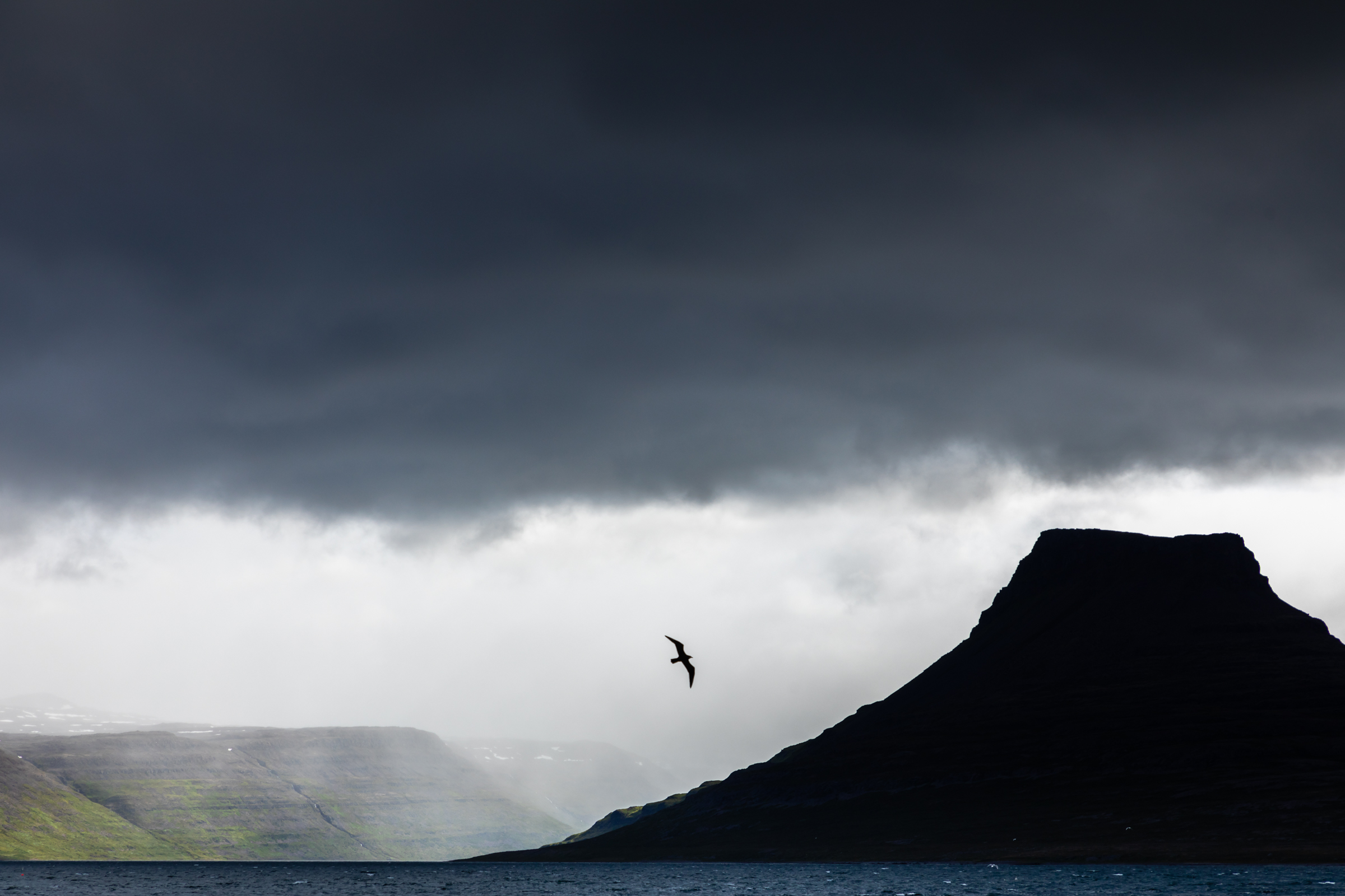 Bird over Iceland landscape.jpg