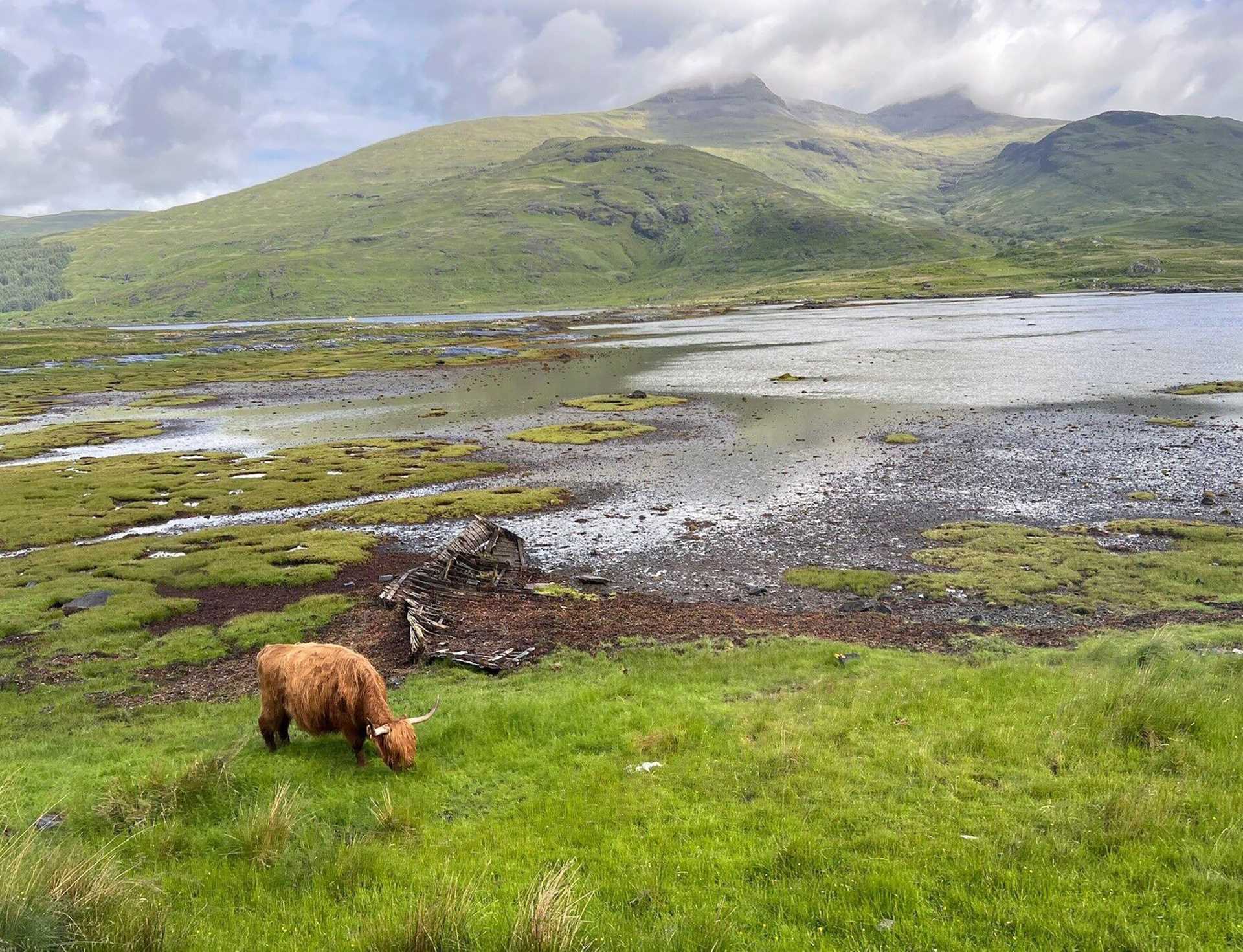 highland cow in a field